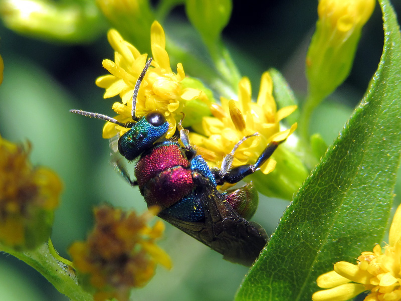 vespa da identificare: Chrysididae, Hedychrum sp.